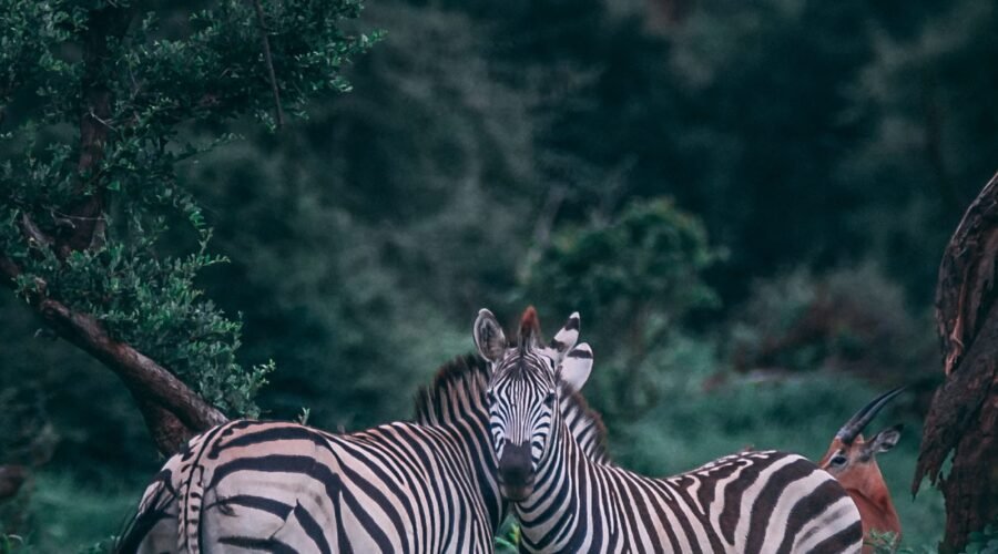 geran-de-klerk-N9s3FjzsstM-unsplash